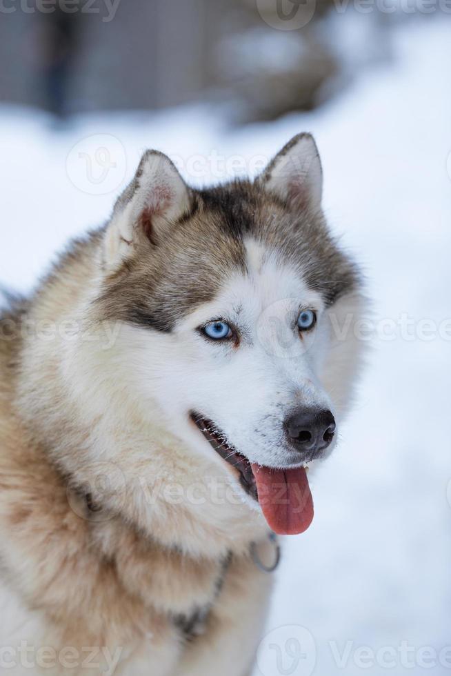 husky dog on the street on a clear winter day photo