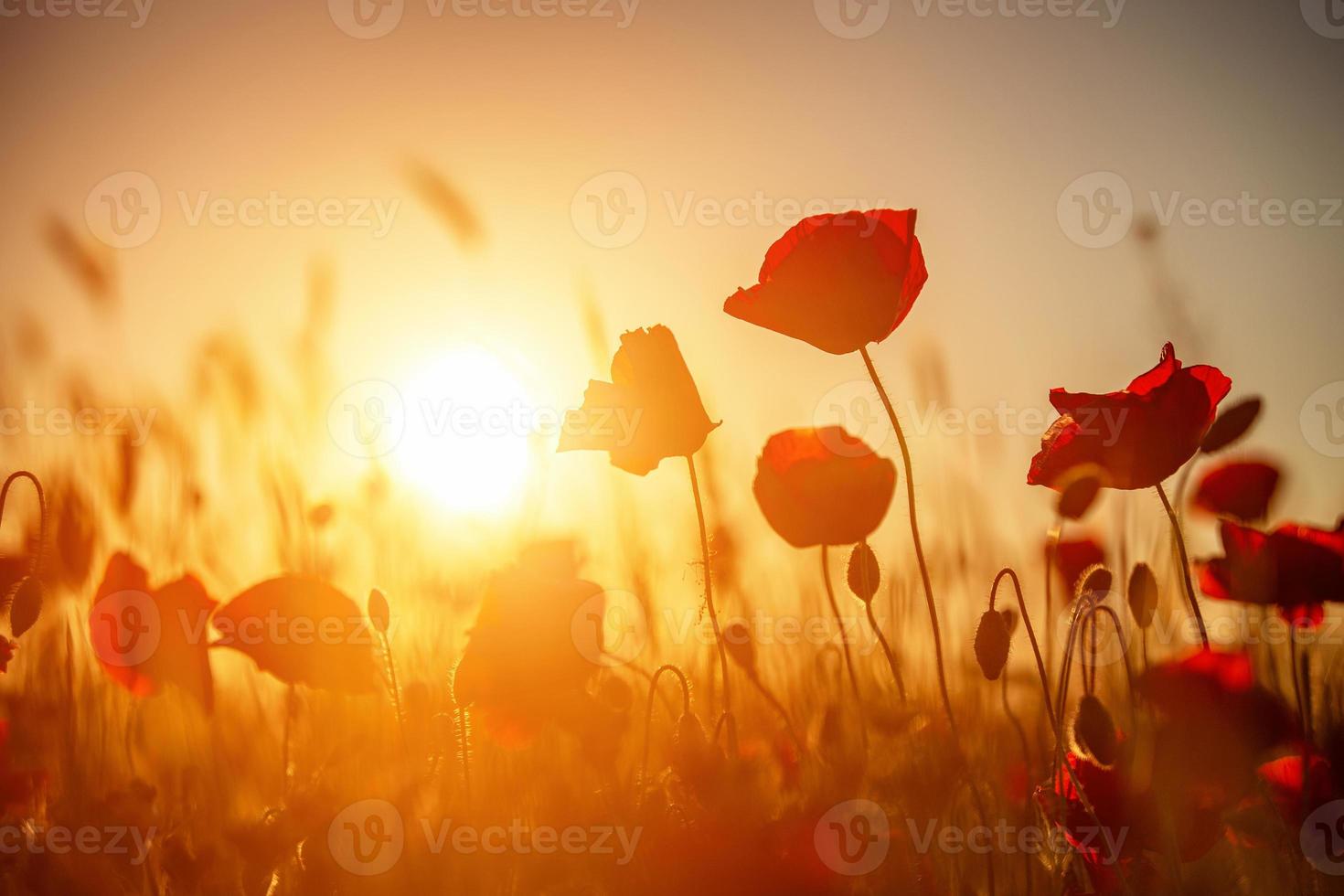 Bright red poppies in a field at sunset photo
