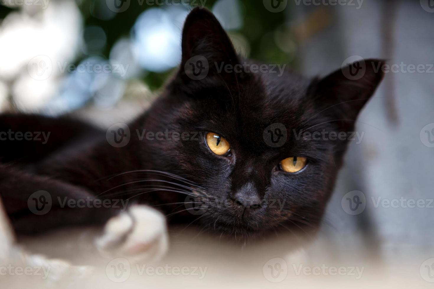 beautiful black cat lying and looking photo