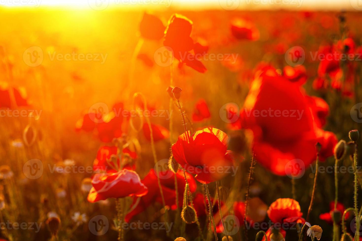 beautiful poppy field at sunset, close-up , Wallpapers photo