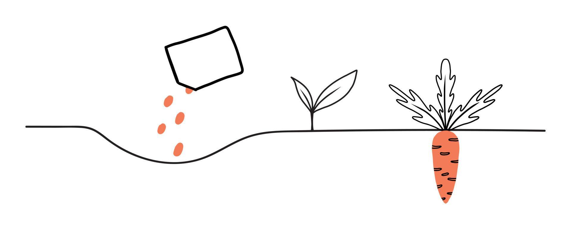 Carrot growth stages. Life cycle of a carrot plant. Instructions for planting carrots.Vector
