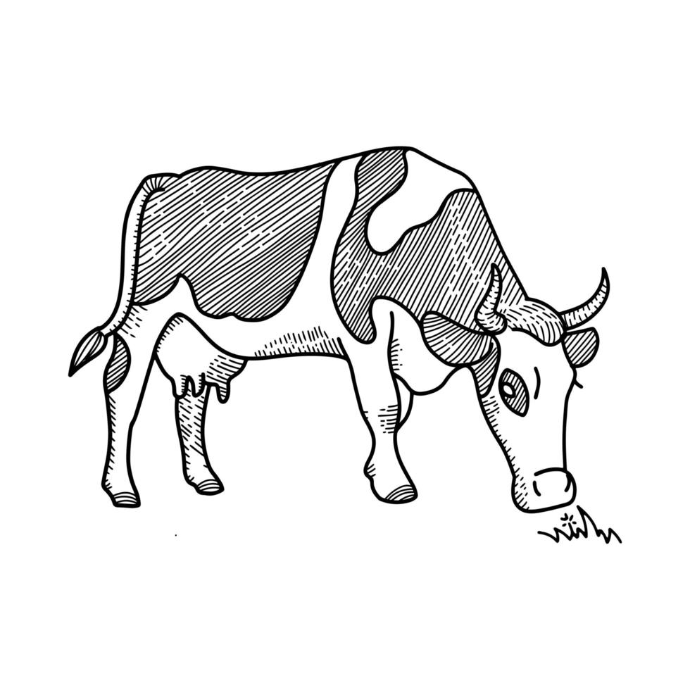 boceto de una vaca manchada comiendo pasto. Ilustración de vector de ganado  lechero. dibujo a mano