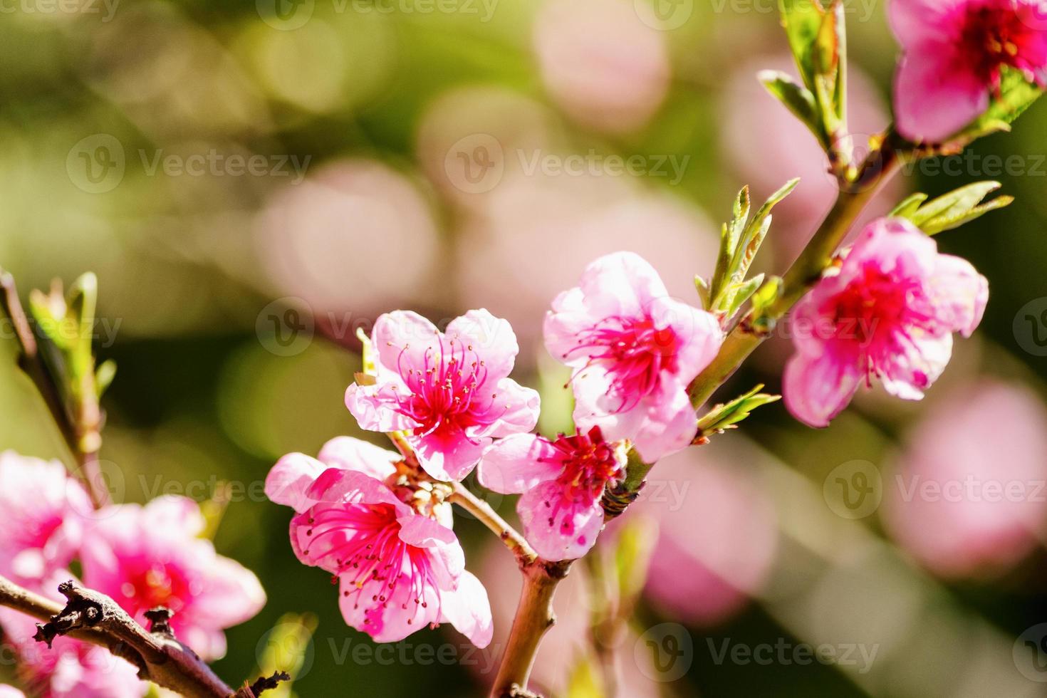 naturaleza primaveral, flor de melocotón, flores rosas en las ramas en un día soleado, hermosa postal foto