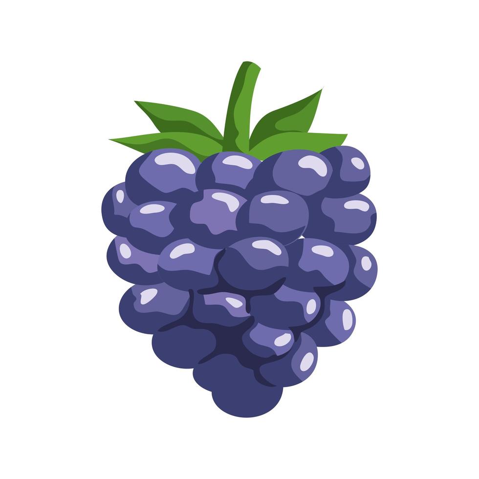 fresh blackberry fruit 6060875 Vector Art at Vecteezy