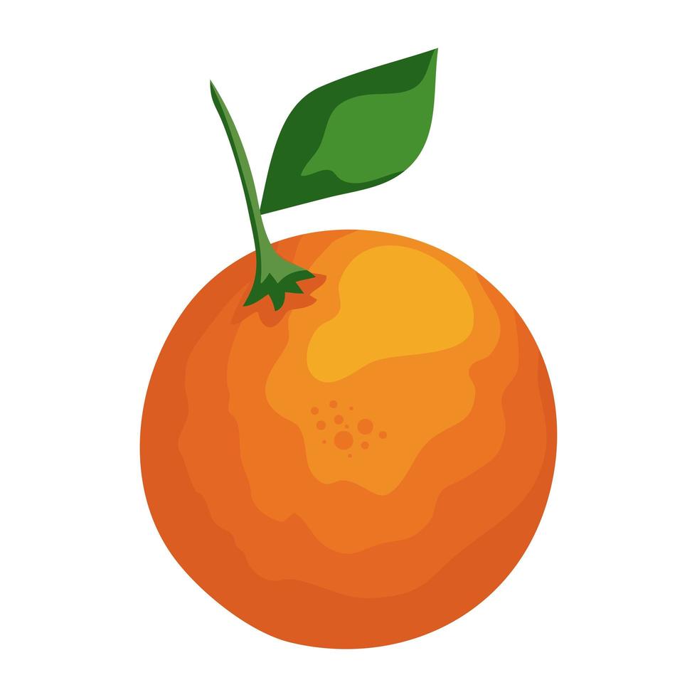 fresh orange fruit vector