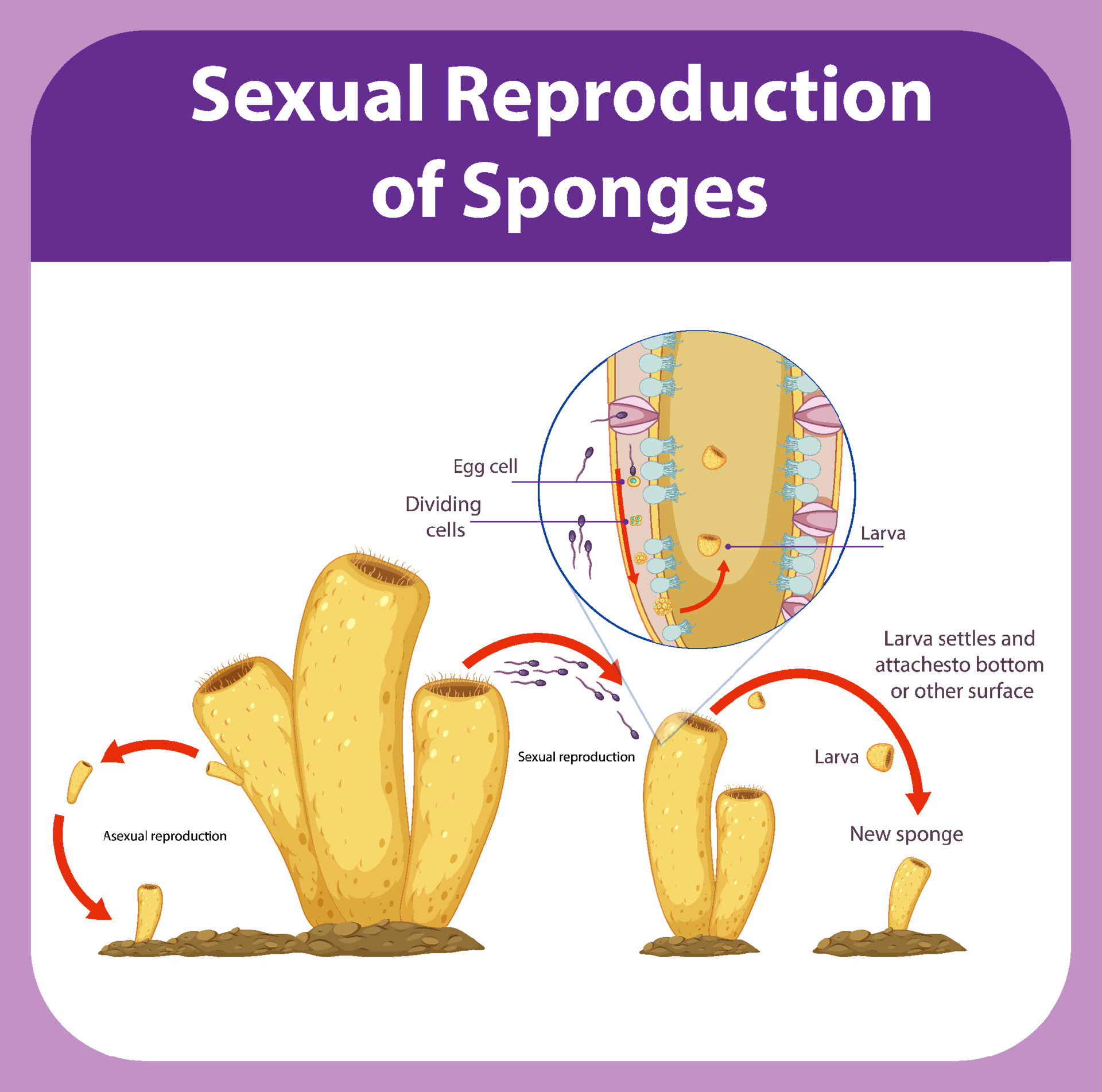 Diagram showing reproduction in sponges 6061789 Vector Art at Vecteezy