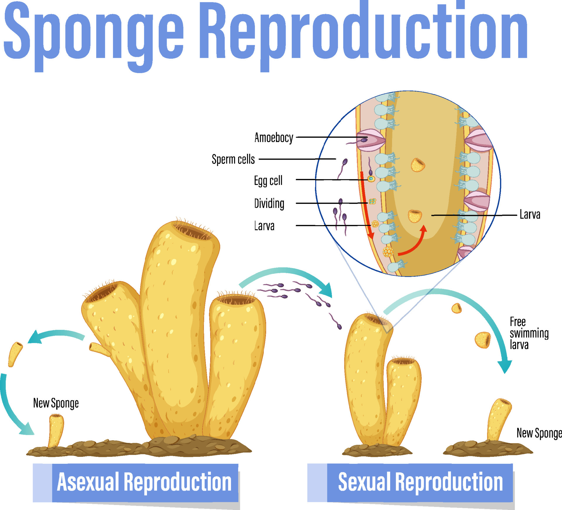 diagrama que muestra la reproducción en esponjas 6062870 Vector en Vecteezy