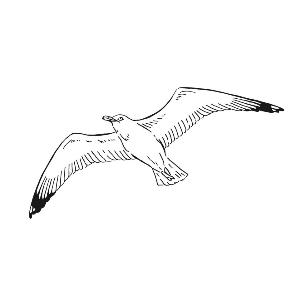 boceto de gaviotas voladoras. ilustración dibujada a mano convertida en vector. estilo de arte de línea aislado sobre fondo blanco. vector