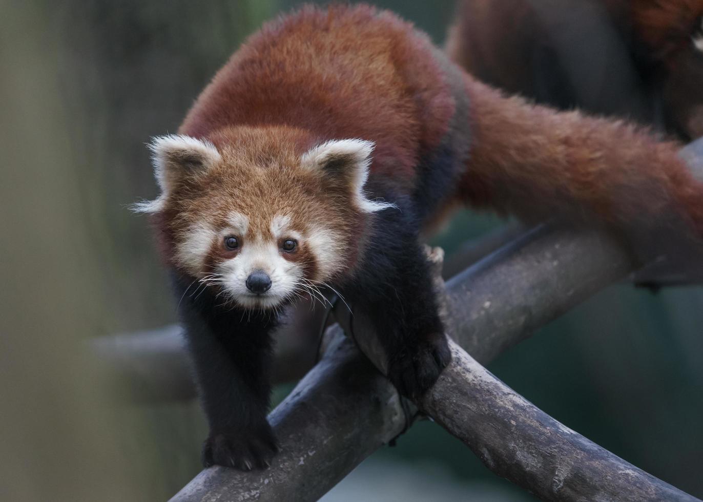 Red panda on branch photo