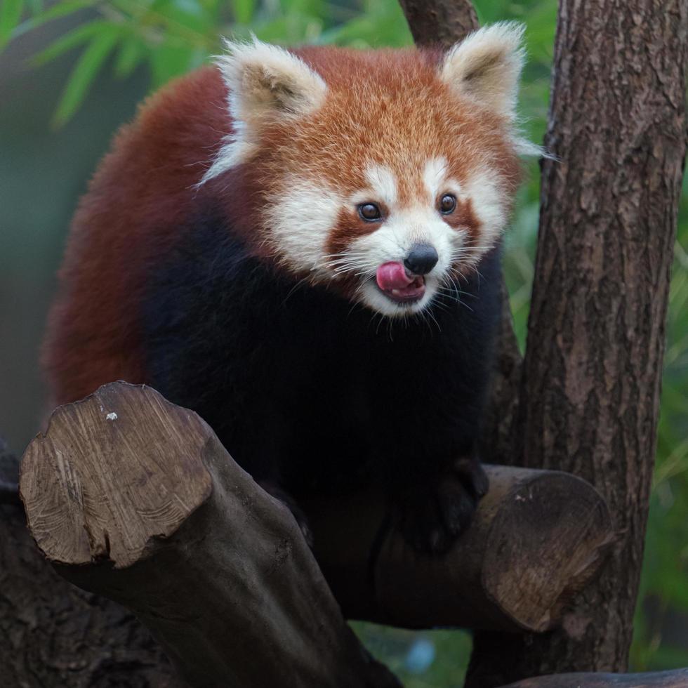 Red panda on branch photo