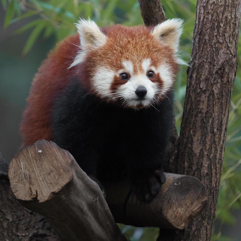 Red panda on branch photo