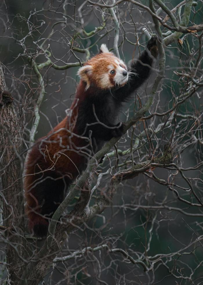 Red panda on branch photo