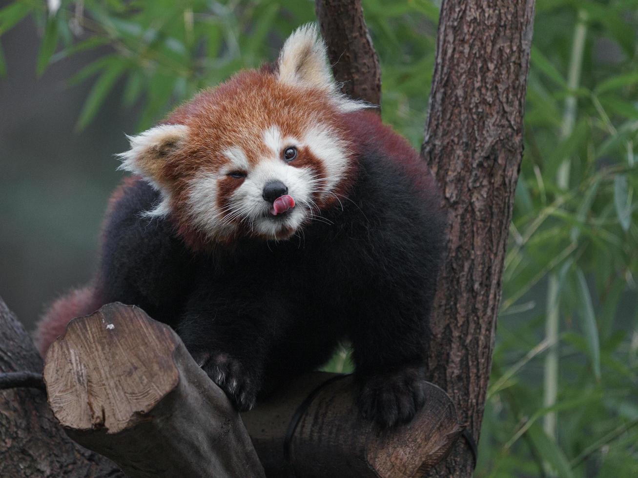 Red panda on branch photo