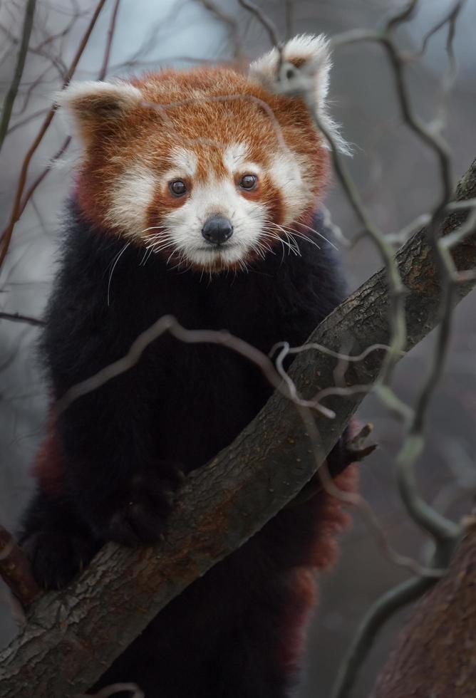 Red panda on branch photo