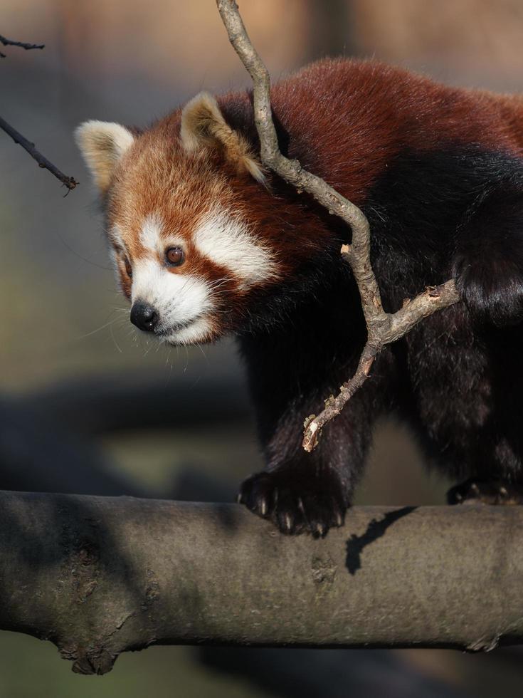 Red panda on branch photo