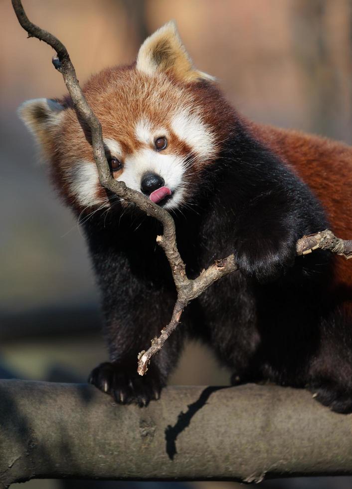 Red panda on branch photo