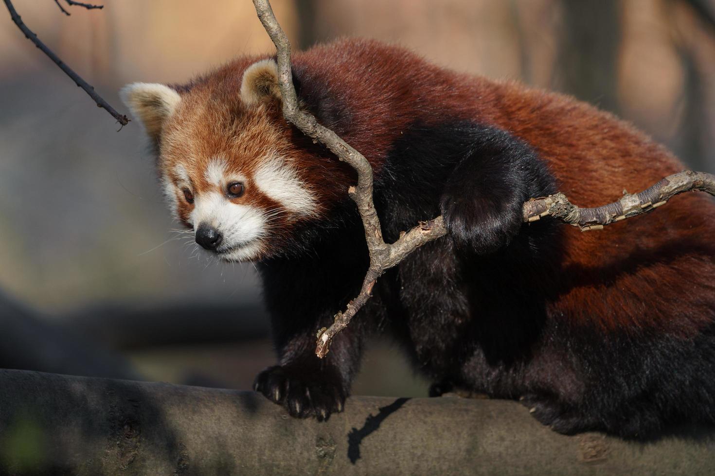 panda rojo en la rama foto