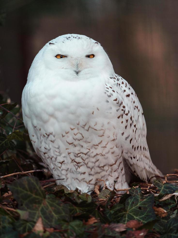 Portrait of Snowy owl photo