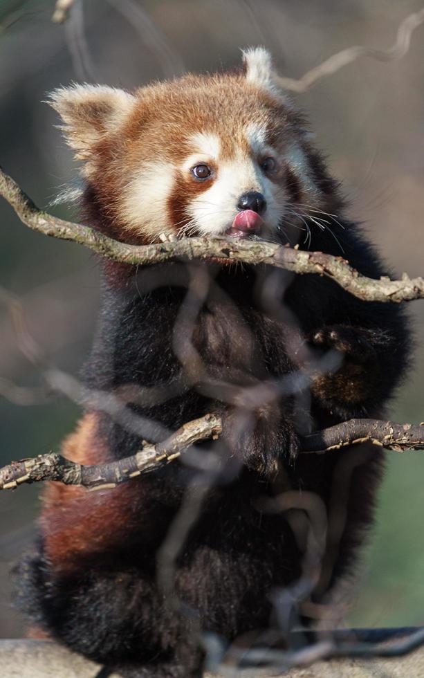 Red panda on branch photo