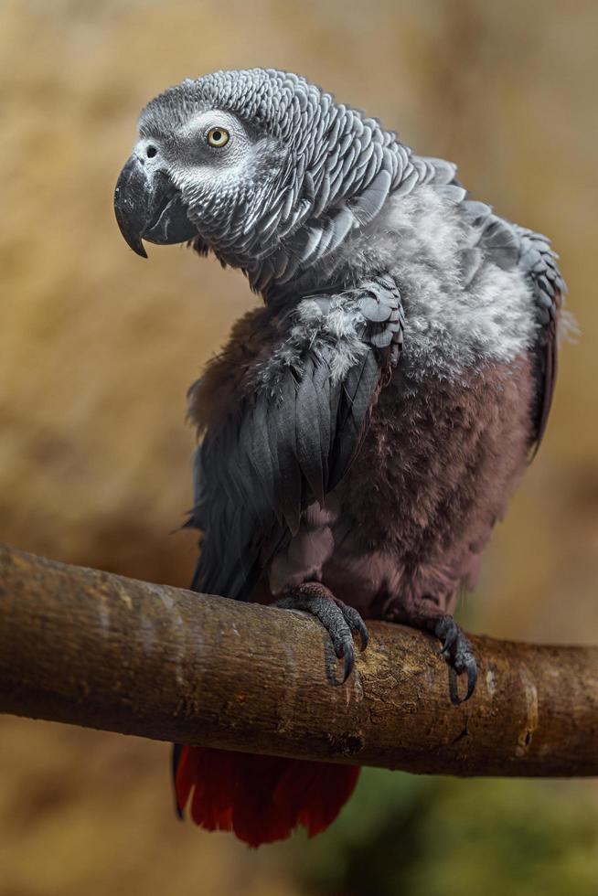 loro gris en rama foto