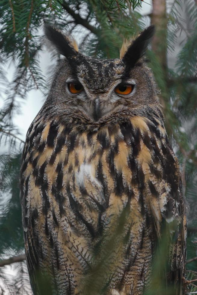 Eurasian eagle owl photo