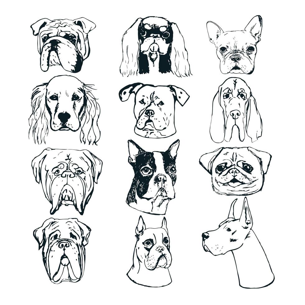 retratos de perros dibujados a mano sobre fondo blanco. vector