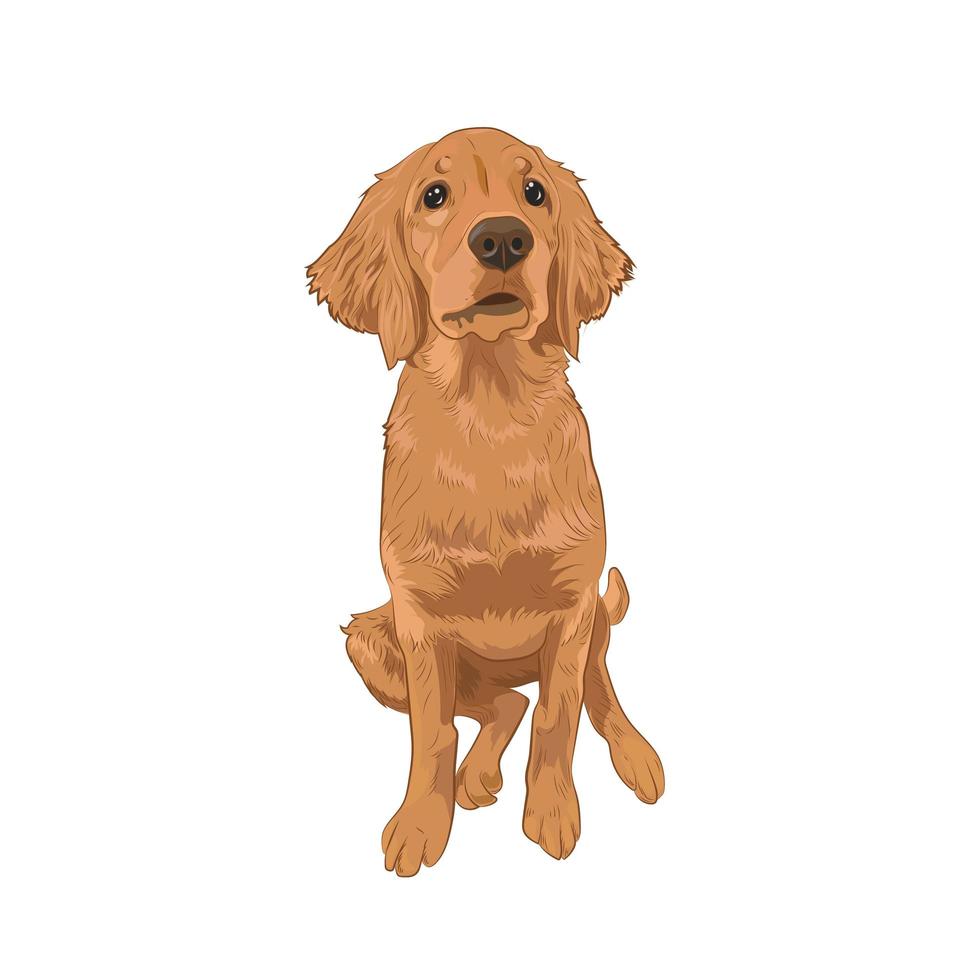 Golden Retriever cute puppy sitting. vector