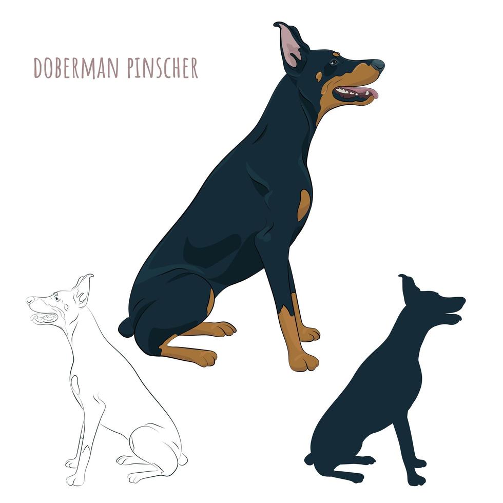 Doberman Pinscher sitting isolated on white background. Silhouette of sitting dog. vector