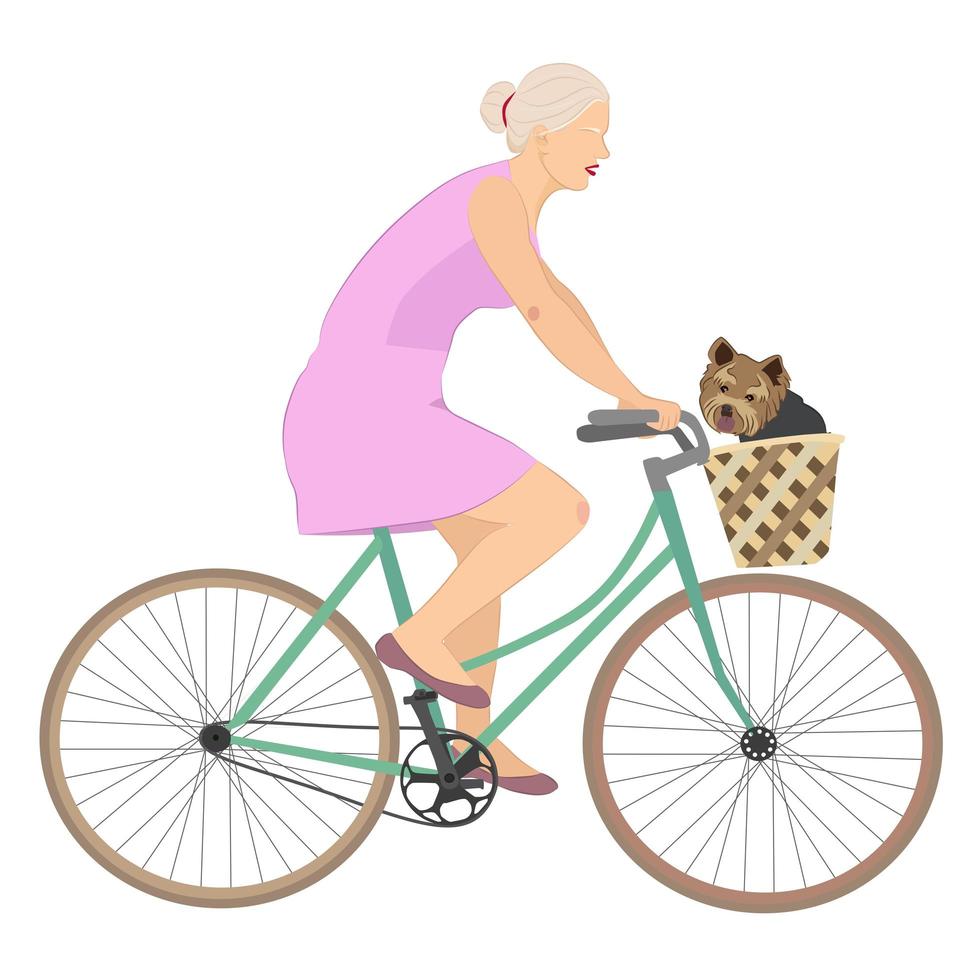 Woman rides bicycle with yorkshire terrier in basket. vector