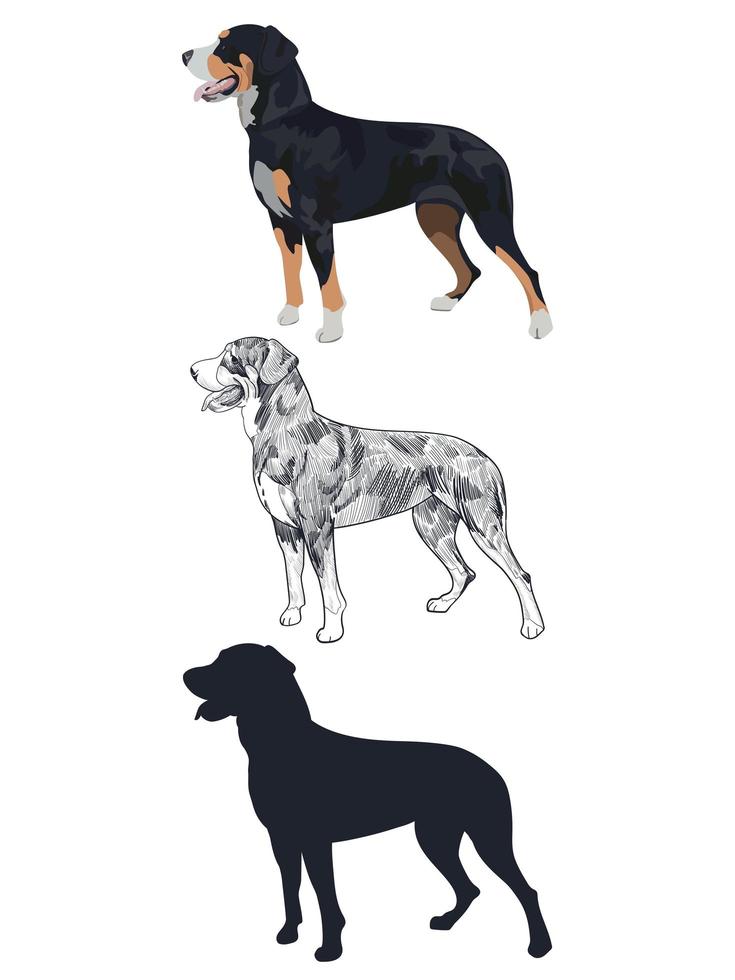 Swiss mountain dog in three different styles isolated on white background. vector