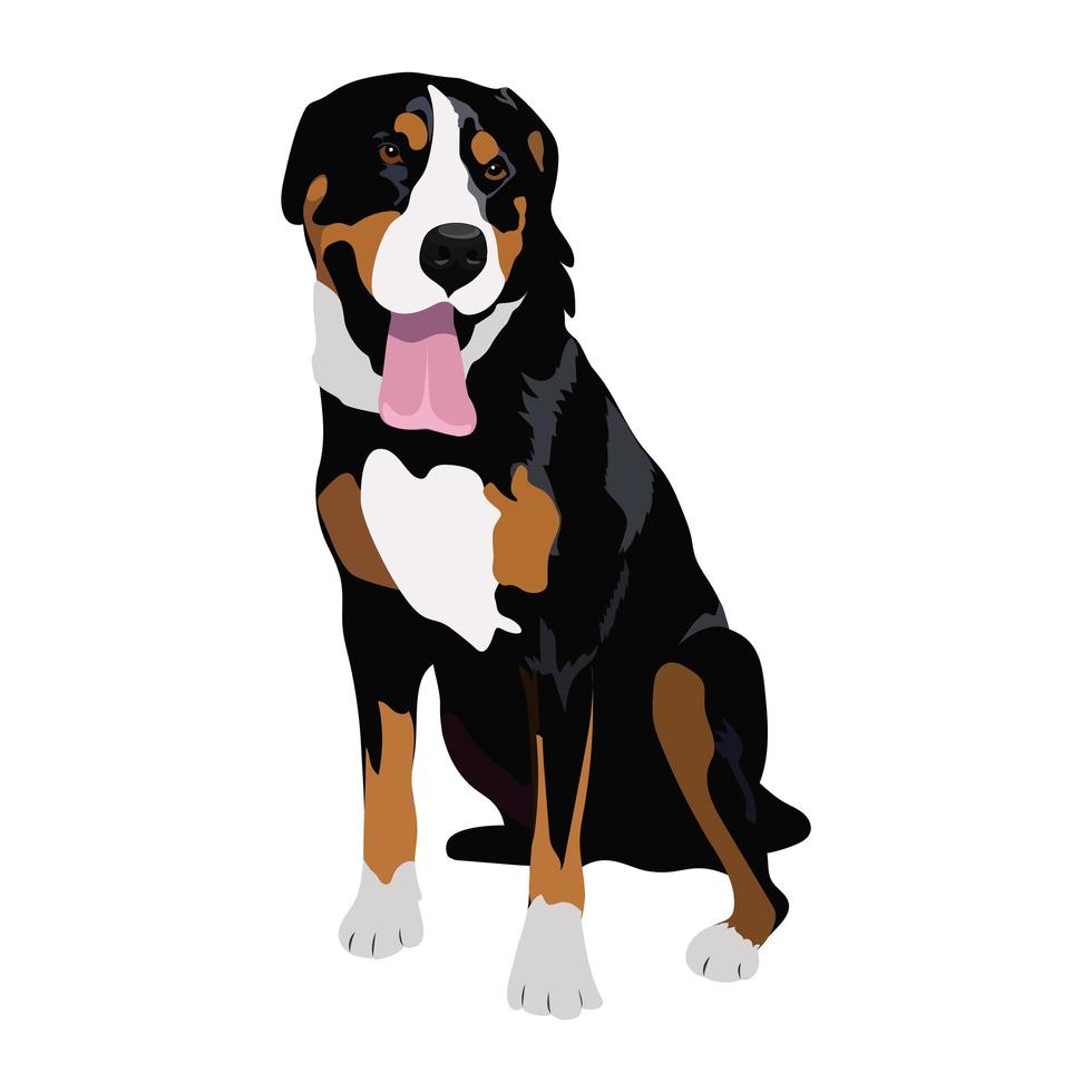 Swiss mountain dog sitting isolated on white background. vector