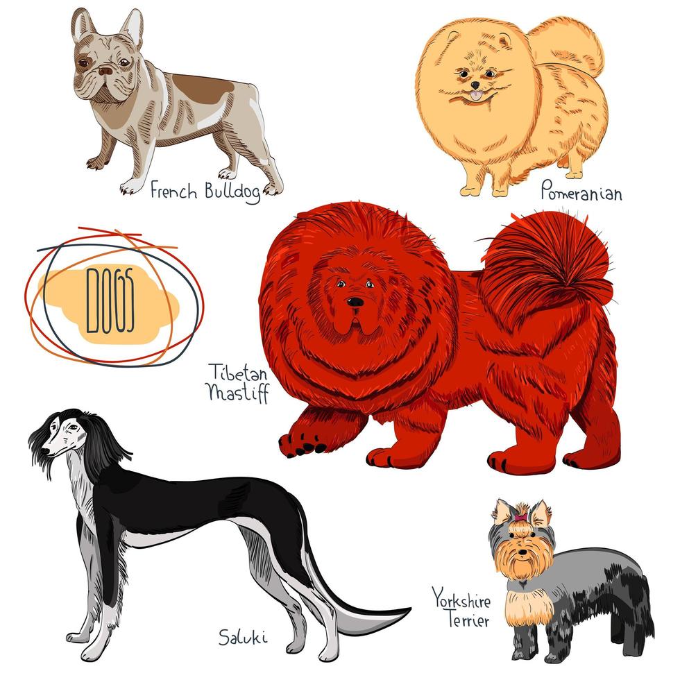 Dog collection on white background. vector