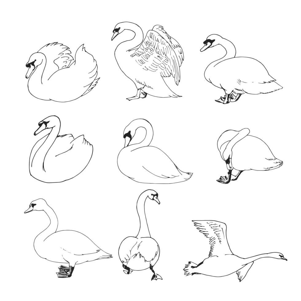 cisnes de contorno establecer ilustración vectorial. vector