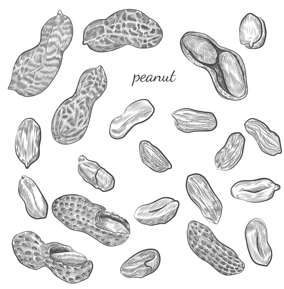 Peanut hand drawn illustration. vector