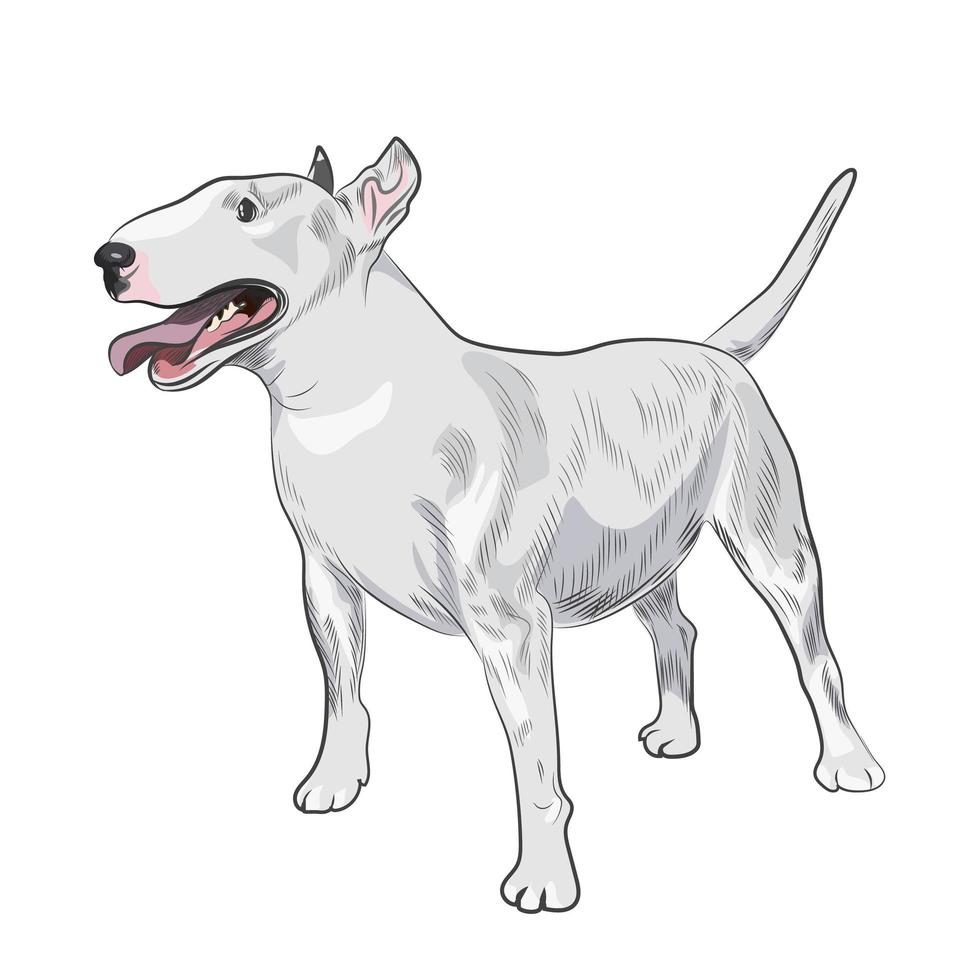 raza de perro bull terrier aislado sobre fondo blanco. vector