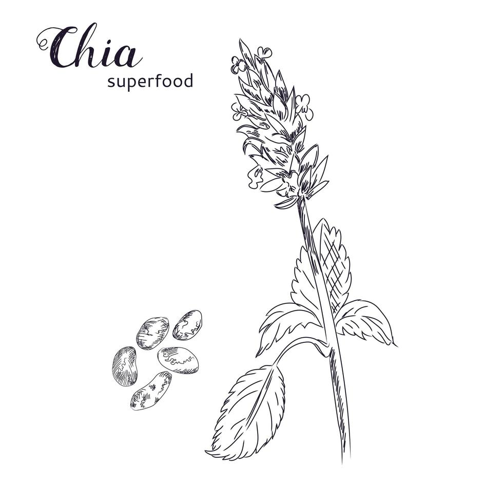 Chia plant and seeds hand drawn sketch. vector