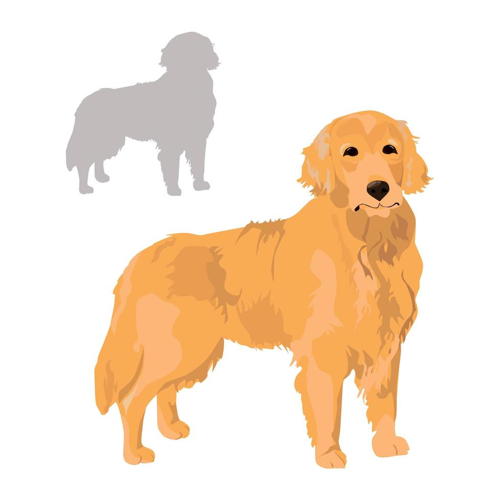 Golden retriever and silhouette isolated on white background. vector