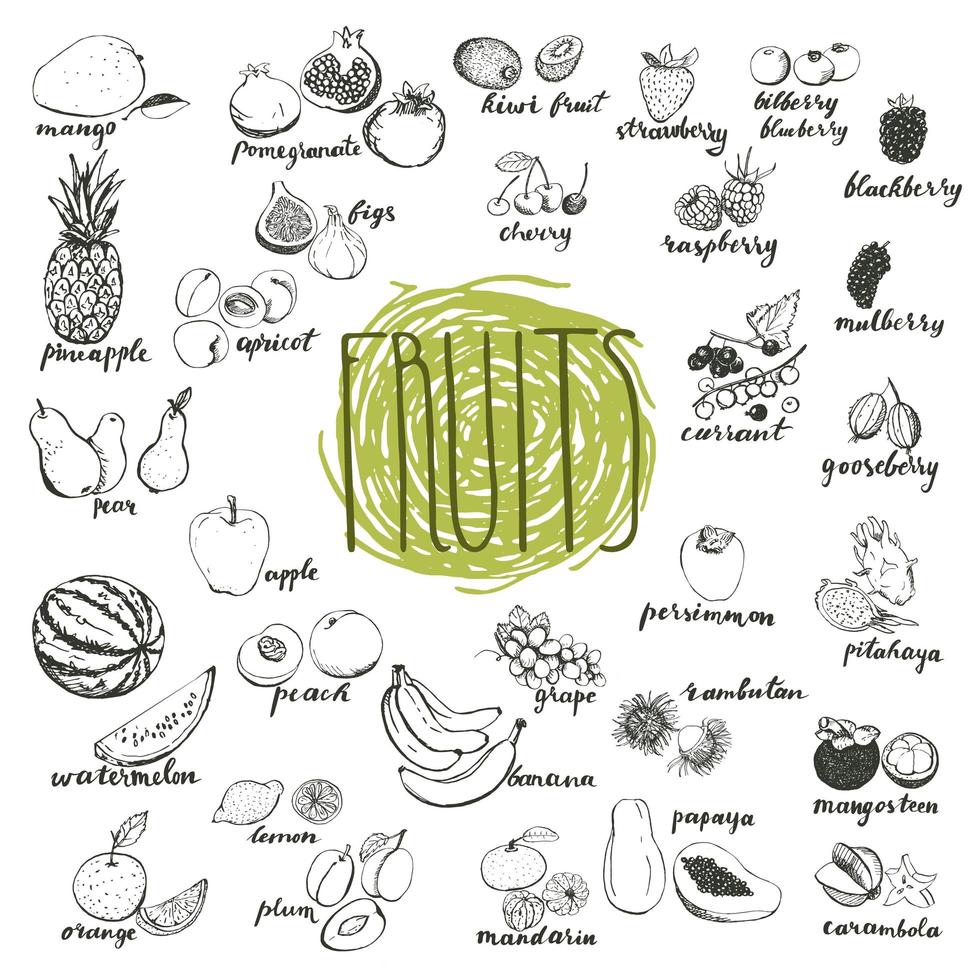 Fruits hand drawn sketches isolated on white background. vector