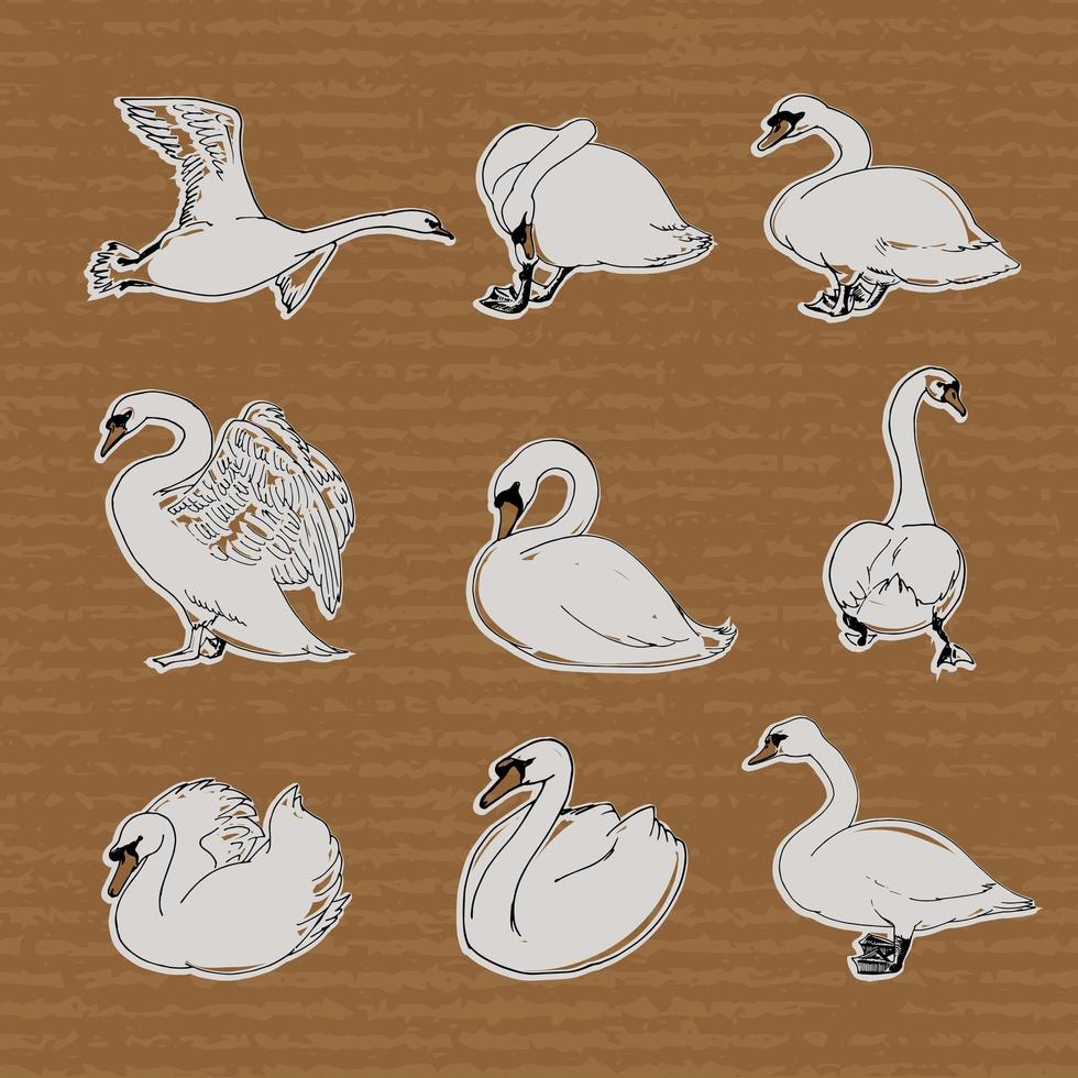 cisnes dibujados a mano en diferentes poses para su diseño. vector