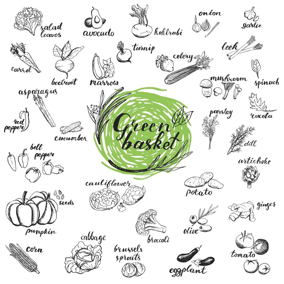 Vegetables hand drawn sketches. vector
