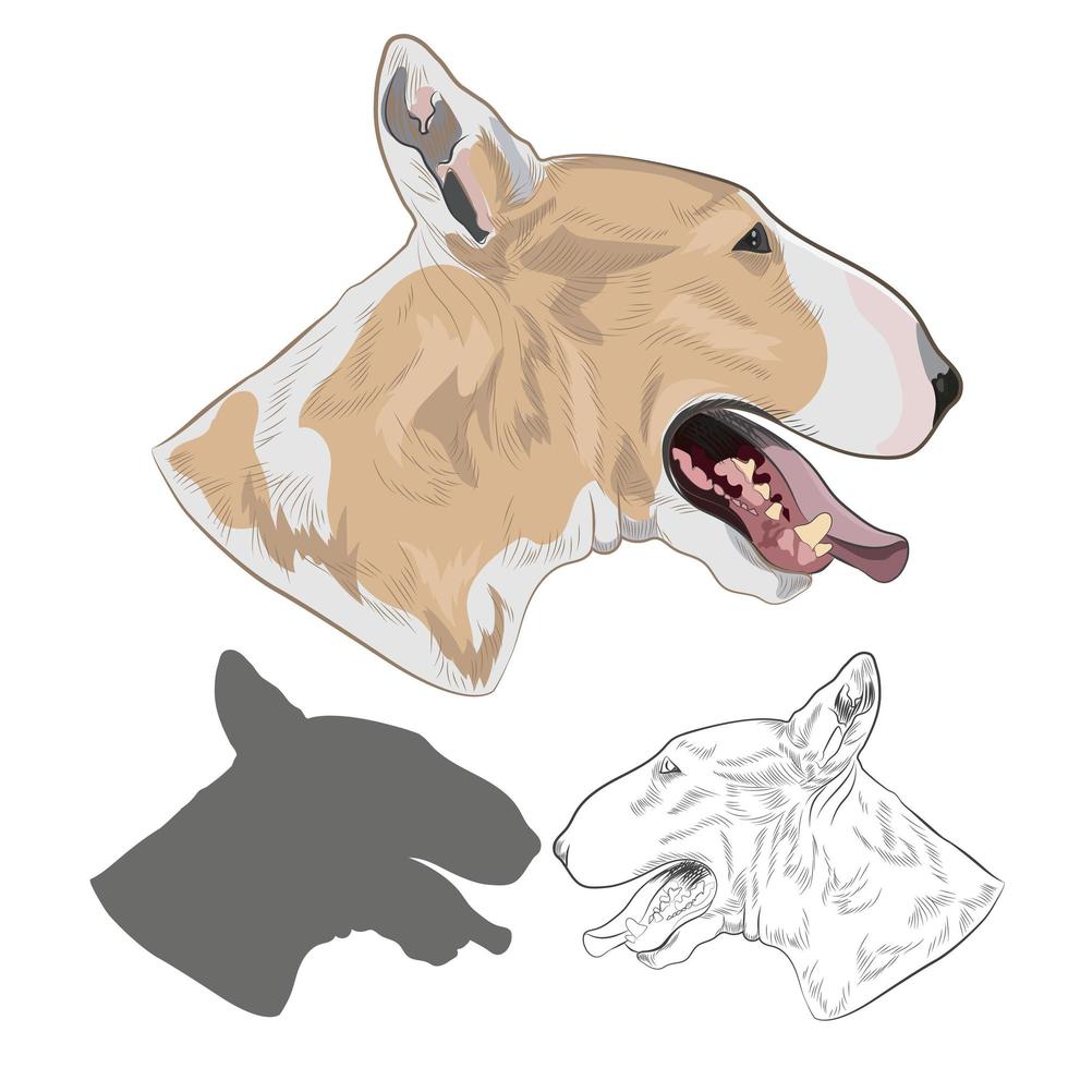 raza de perro bull terrier aislado sobre fondo blanco. vector