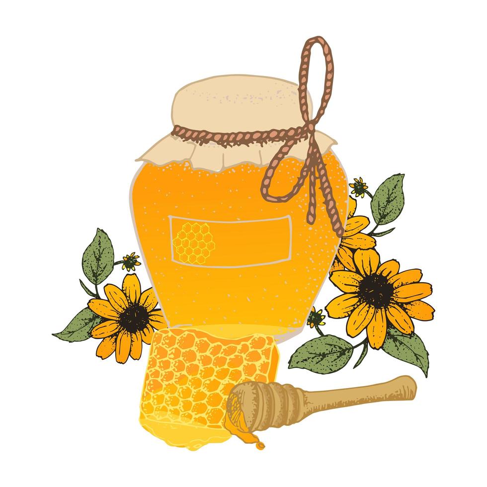 Honey in jar and honeycombs sketches. vector