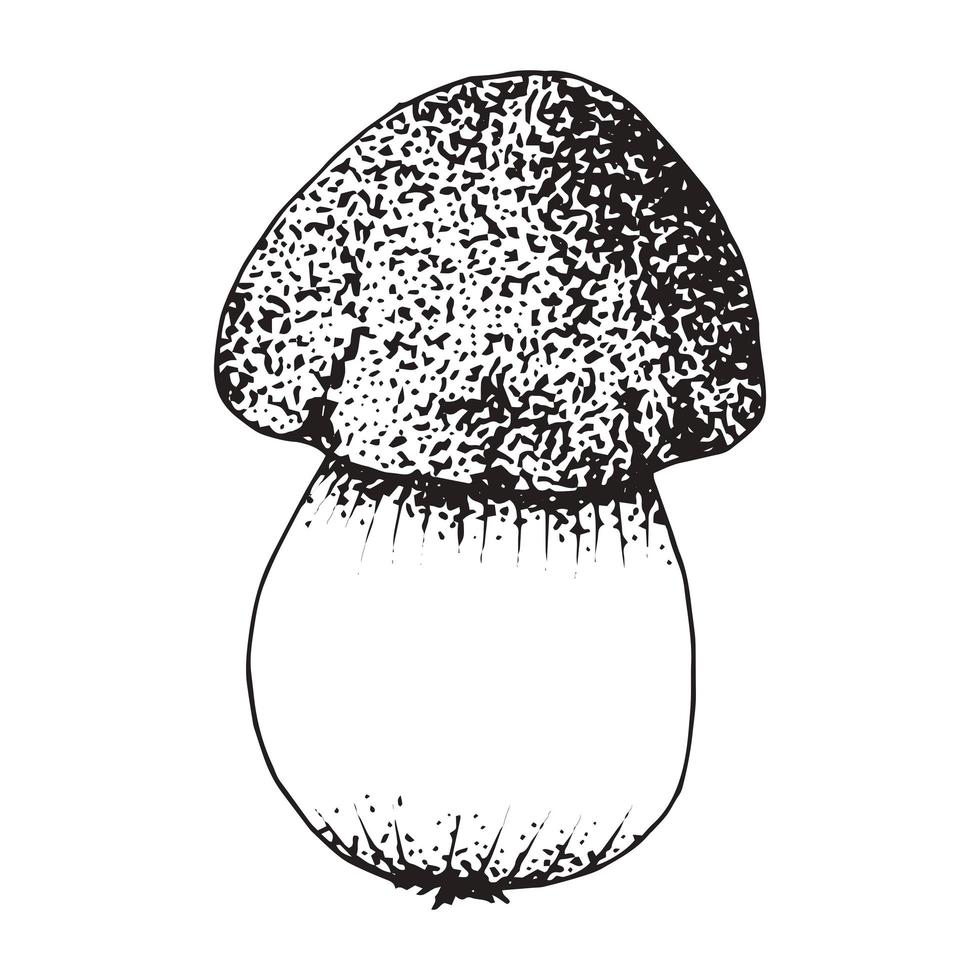 Mushroom sketch isolated on white background. vector