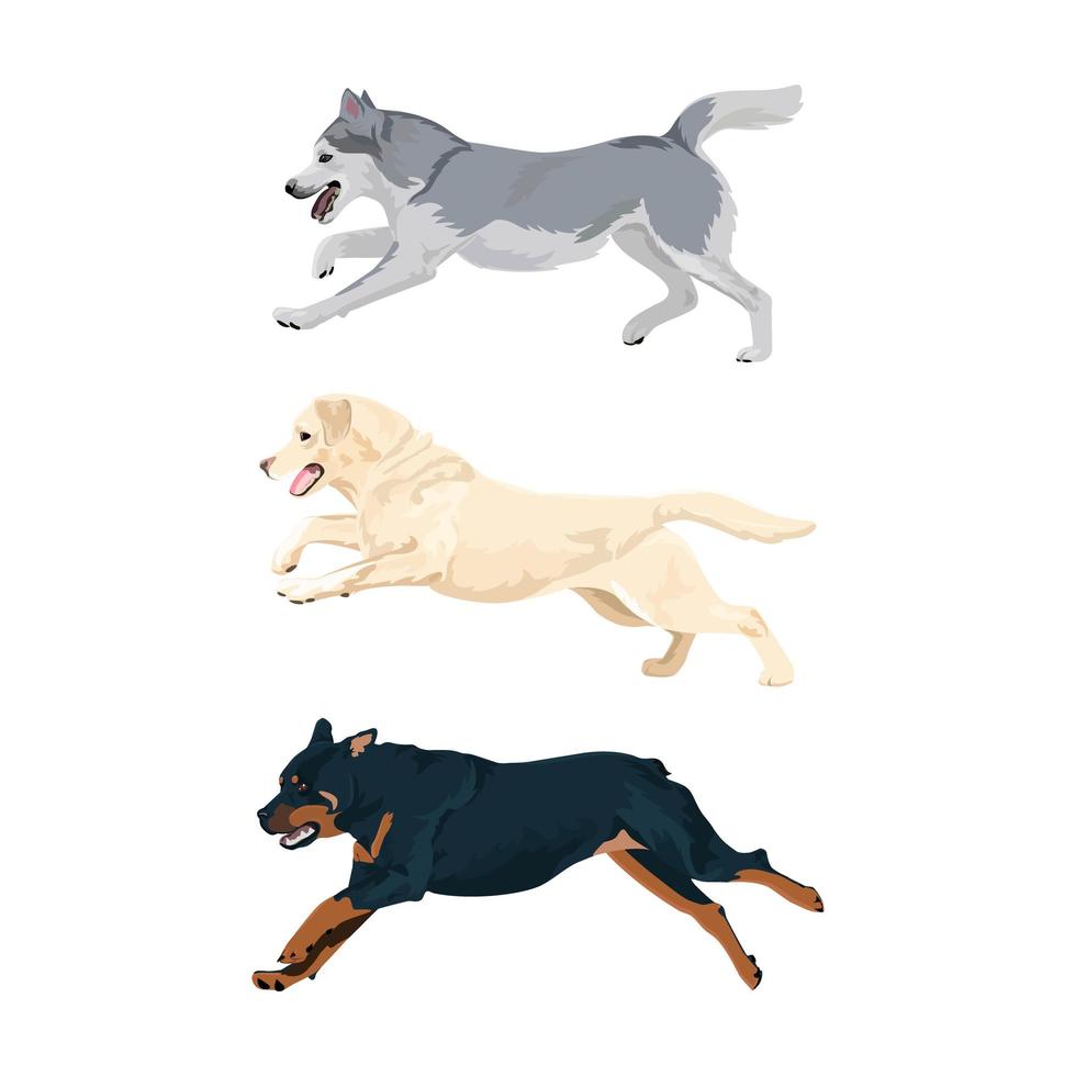 Running dogs vector set. Rottweiler, labrador and alaskan malamute running.
