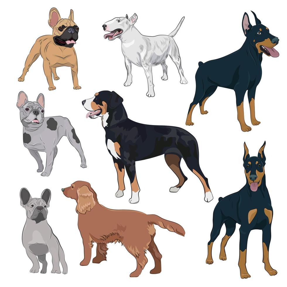 colección de perros de pie aislada sobre fondo blanco. vector