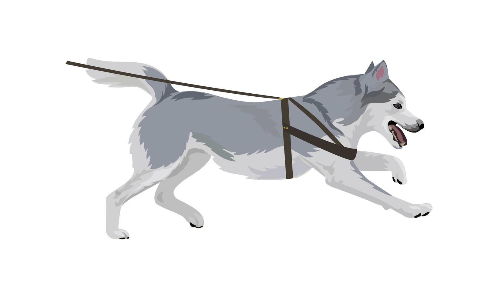 Husky dog running vector illustration.