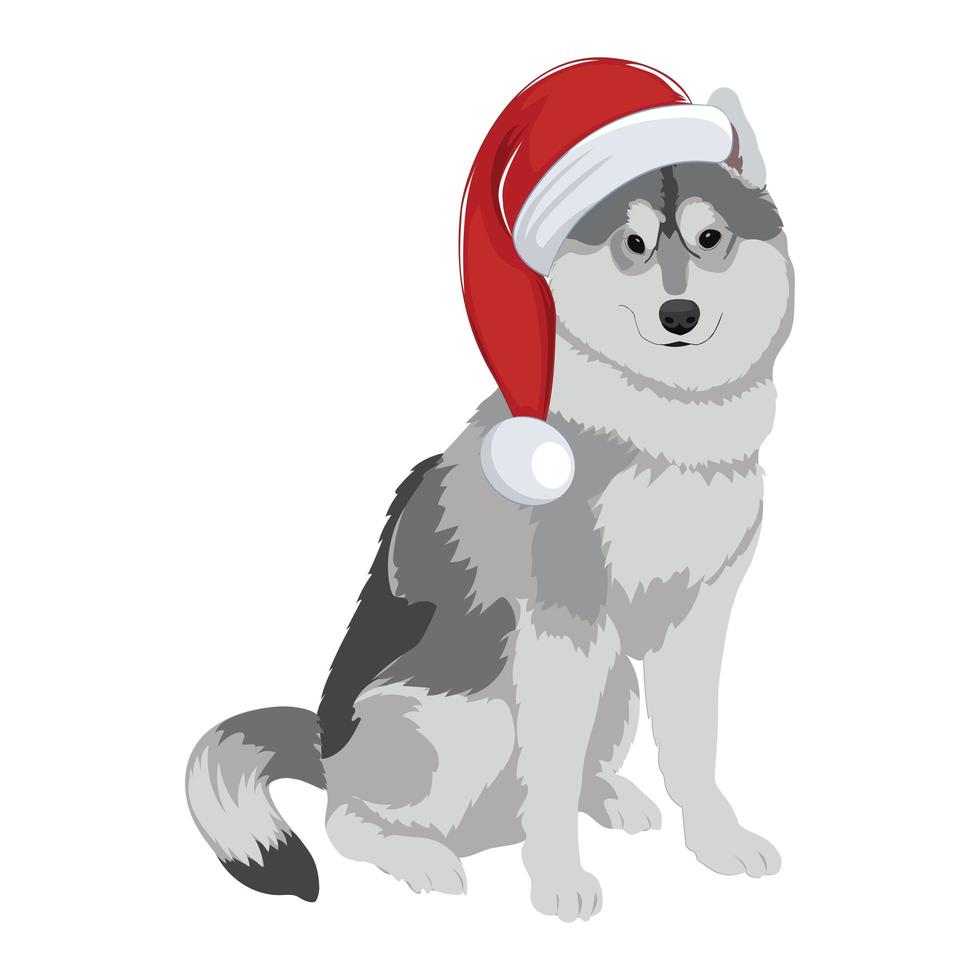 husky con sombrero de navidad aislado sobre fondo blanco. vector