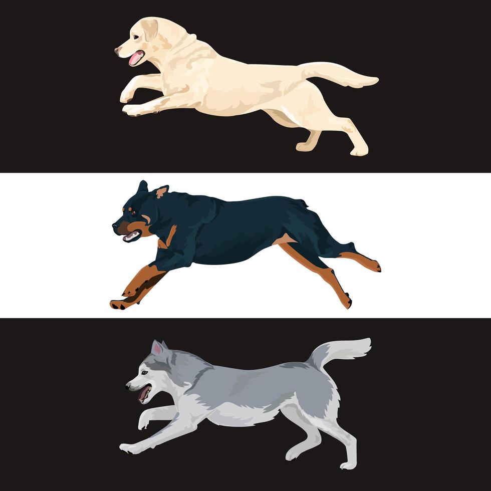 Running dogs vector set. Rottweiler, labrador and alaskan malamute running.