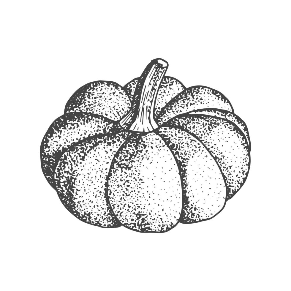 Pumpkin sketch isolated on white background. vector