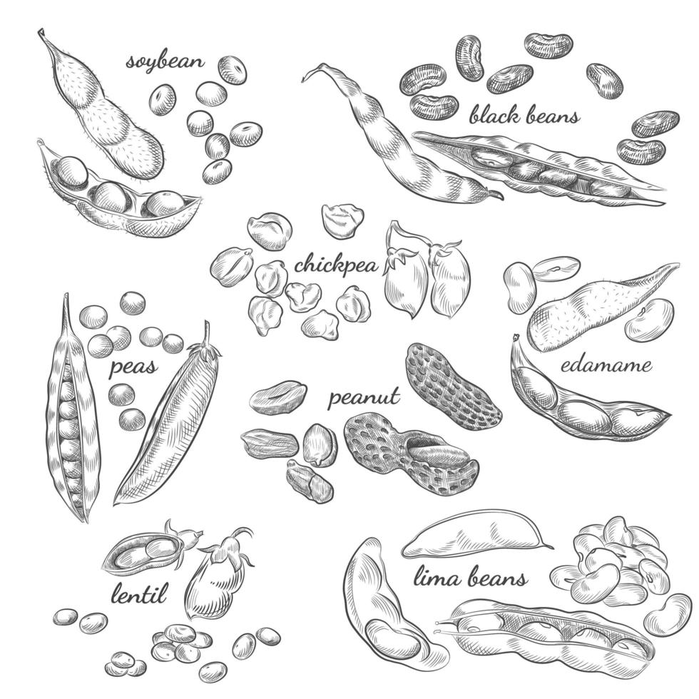 Legumes hand drawn illustration. vector